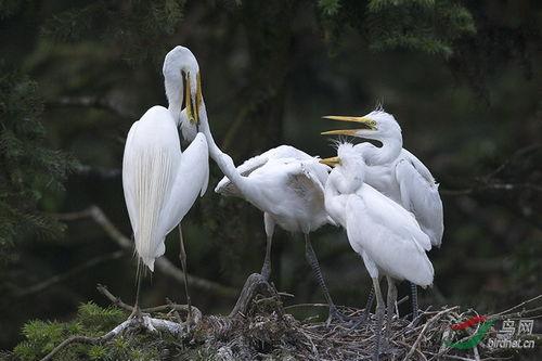吃瓜的小鹭,揭秘娱乐圈那些不为人知的幕后故事